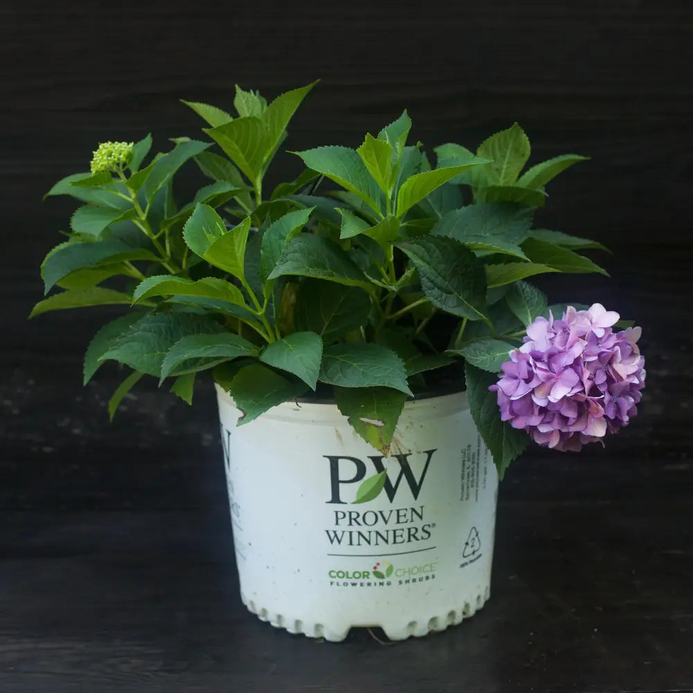 Let’s Dance® ¡Arriba!® Hydrangea Shrub