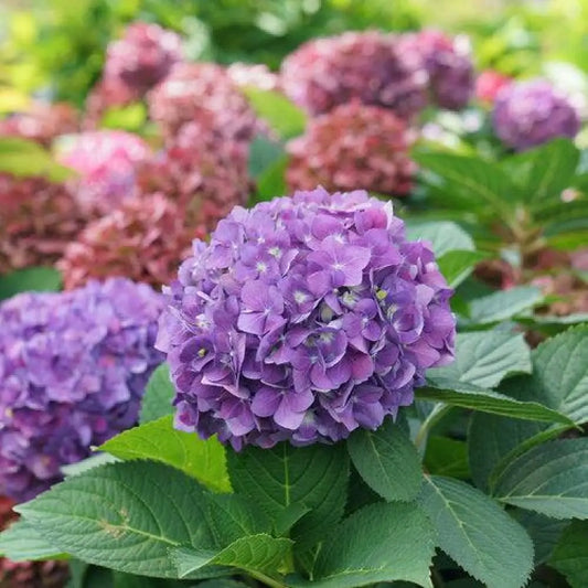 Let’s Dance® ¡Arriba!® Hydrangea Shrub