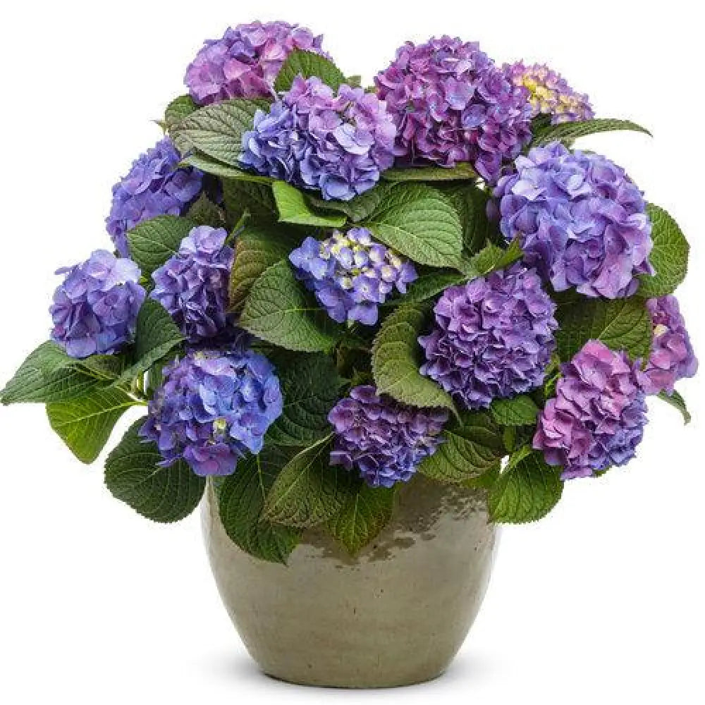 Let’s Dance® Blue Jangles® Hydrangea 3 GALLON Shrub