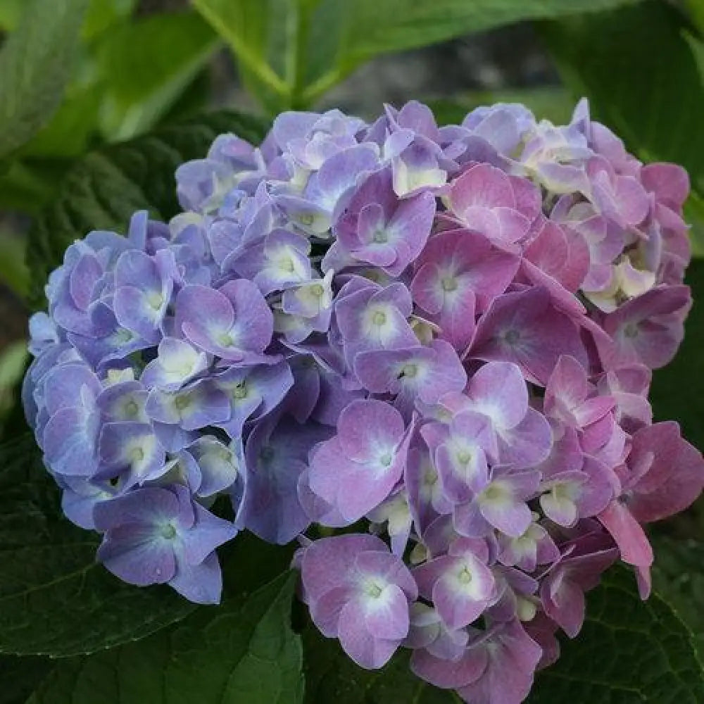 Let’s Dance® Blue Jangles® Hydrangea 3 GALLON Shrub
