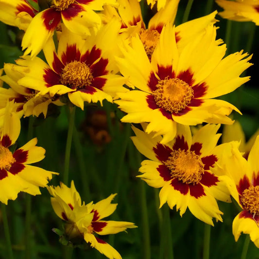 Lil’ Bang™ Enchanted Eve Tickseed Perennial