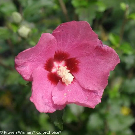 Lil’ Kim® Red Hibiscus Shrub
