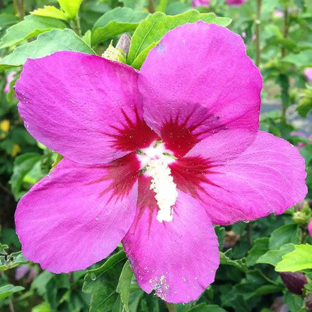 Lil’ Kim® Violet Hibiscus Shrub