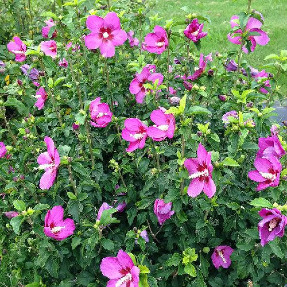 Lil’ Kim® Violet Hibiscus Shrub