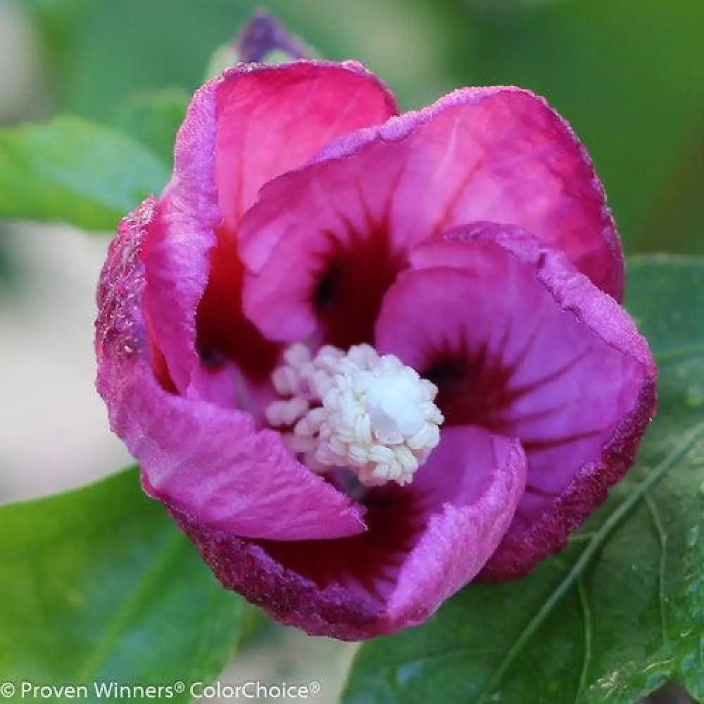 Lil’ Kim® Violet Hibiscus Shrub