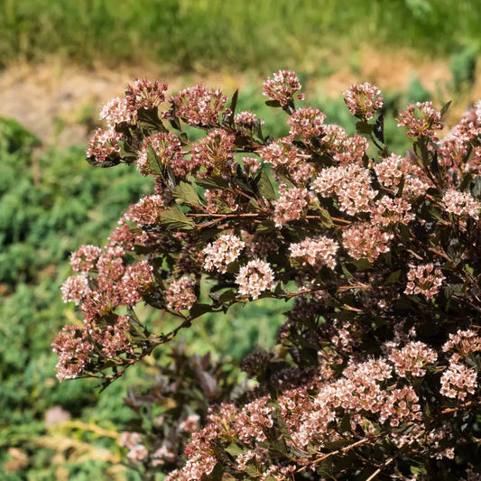 Little Devil™ Ninebark Shrub