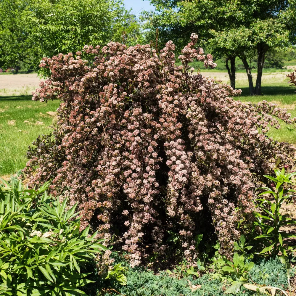Little Devil™ Ninebark Shrub