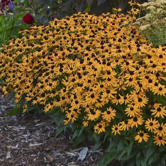 Little Goldstar Black-Eyed Susan Perennial
