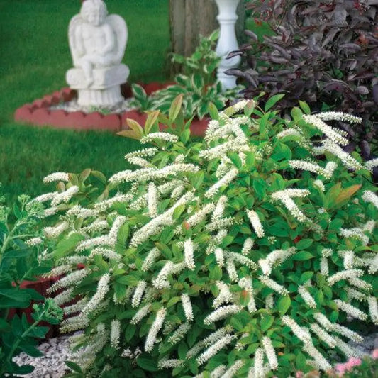 Little Henry® Sweetspire Shrub