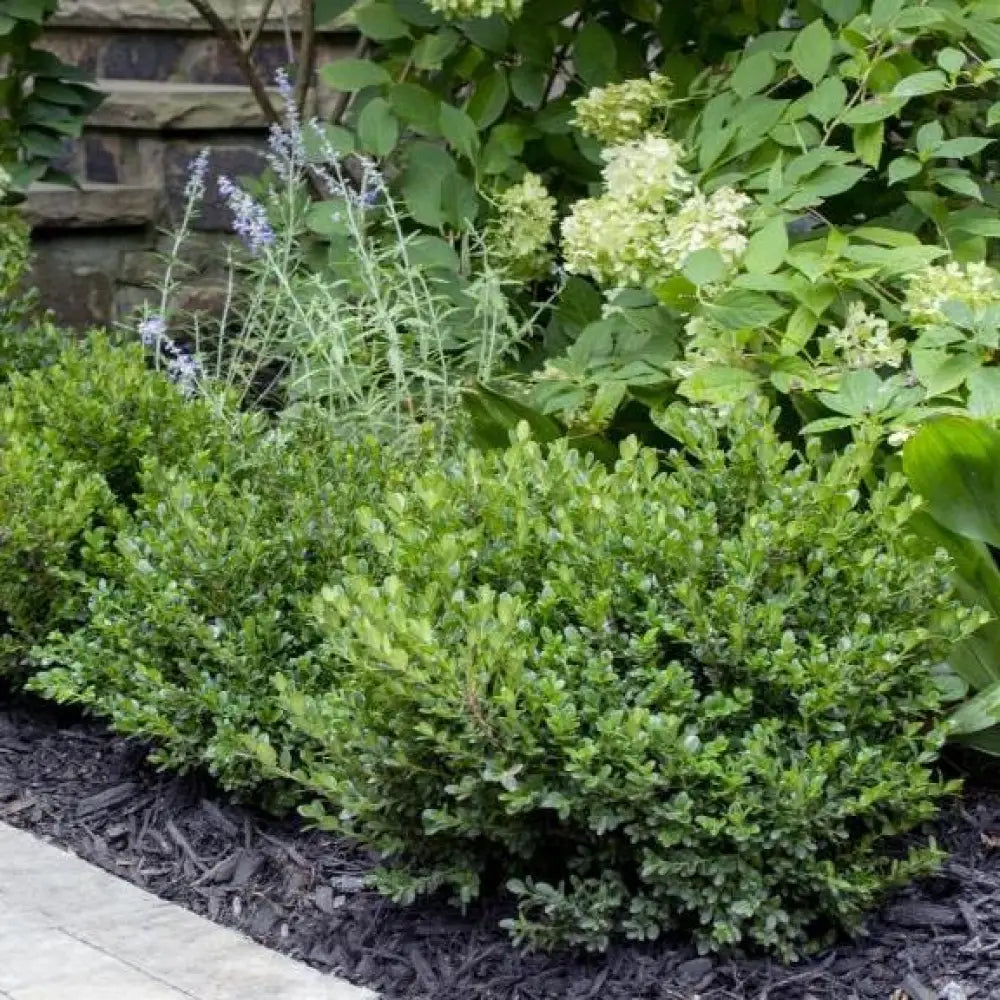 Little Missy Boxwood Shrub