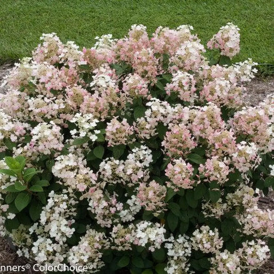 Little Quick Fire® Hydrangea Shrub