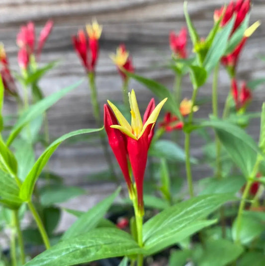 Little Redhead Indian Pink 1 GALLON Perennial