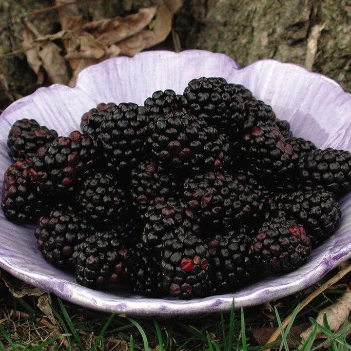 Chester Thornless Blackberry