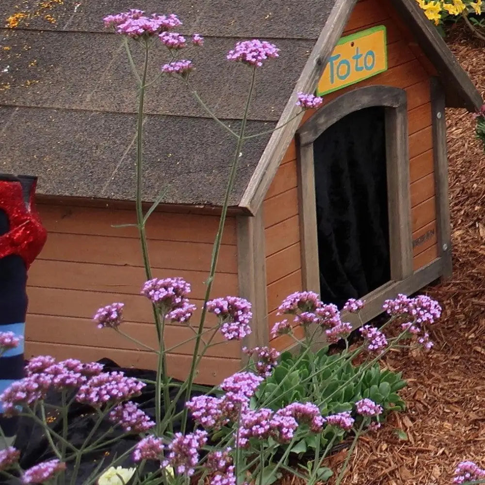 Lollipop Verbena 1 GALLON Perennial