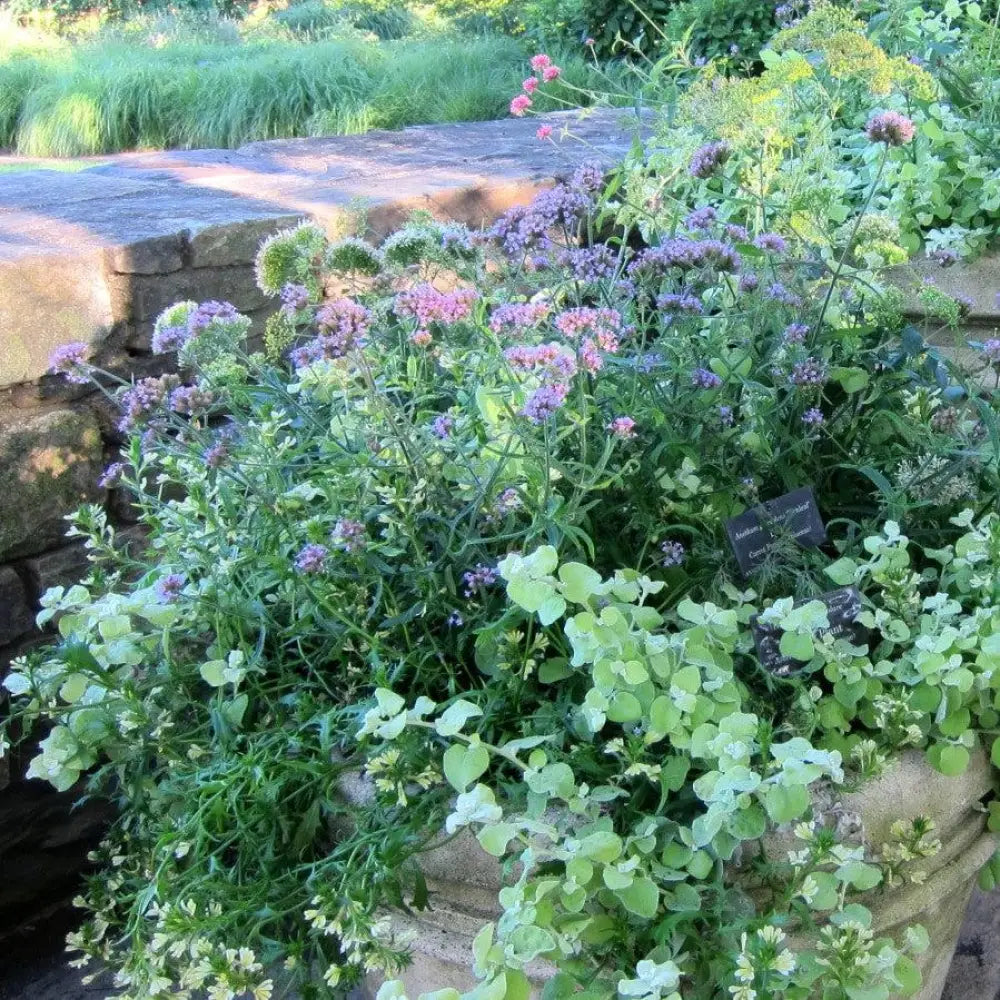 Lollipop Verbena 1 GALLON Perennial