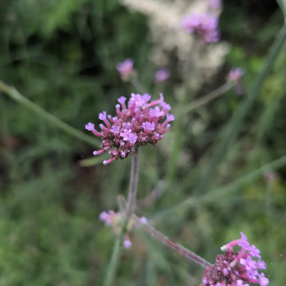 Lollipop Verbena 1 GALLON Perennial