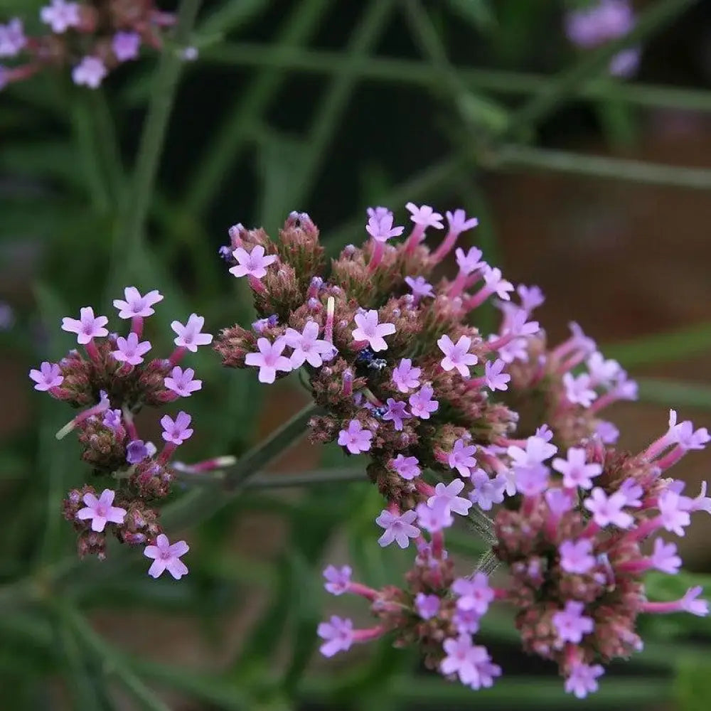 Lollipop Verbena 1 GALLON Perennial