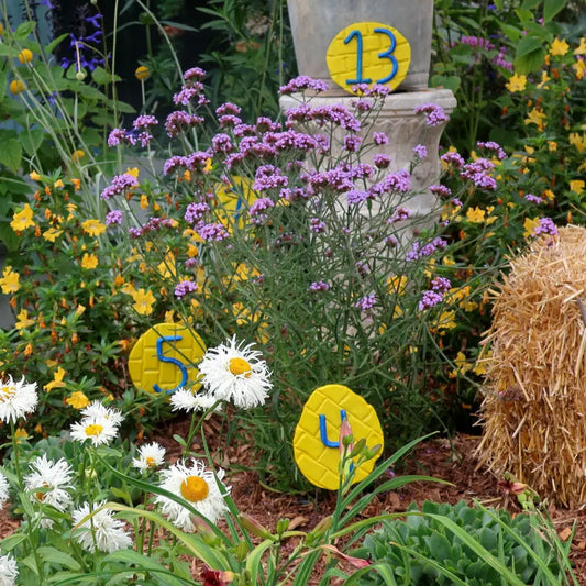 Lollipop Verbena 1 GALLON Perennial