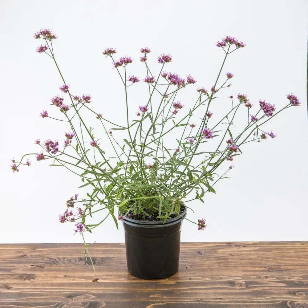 Lollipop Verbena 1 GALLON Perennial