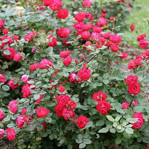 OSO Easy® Double Red Rose