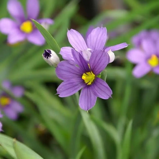 Lucerne Blue-Eyed Grass 1 GALLON Ornamental Grass