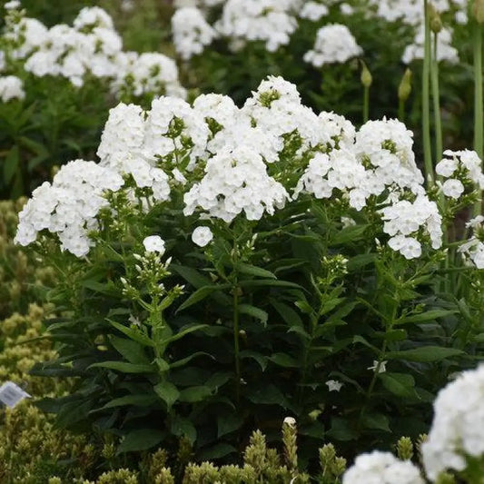 Luminary® Backlight Phlox 1 GALLON Perennial