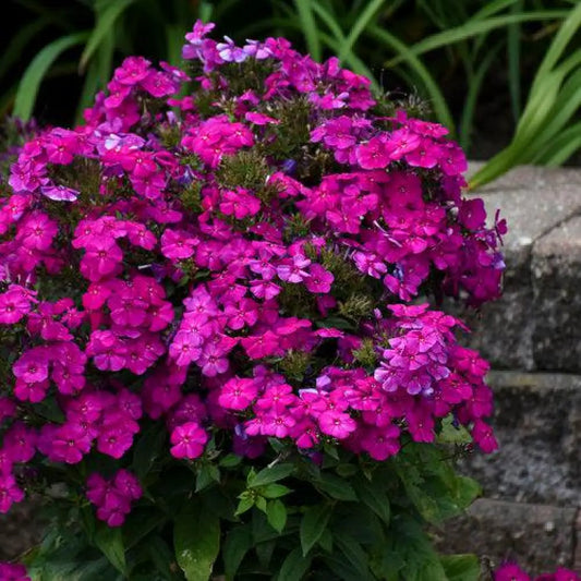 Luminary® Ultraviolet Phlox 1 GALLON Perennial