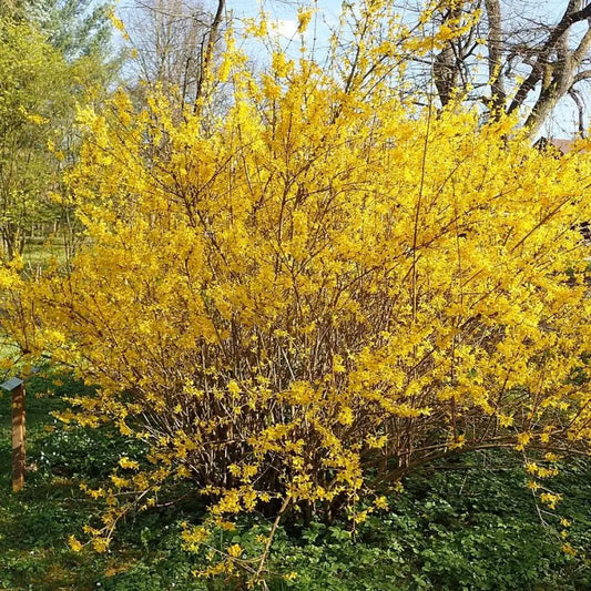Lynwood Gold Forsythia 3 GALLON Shrub