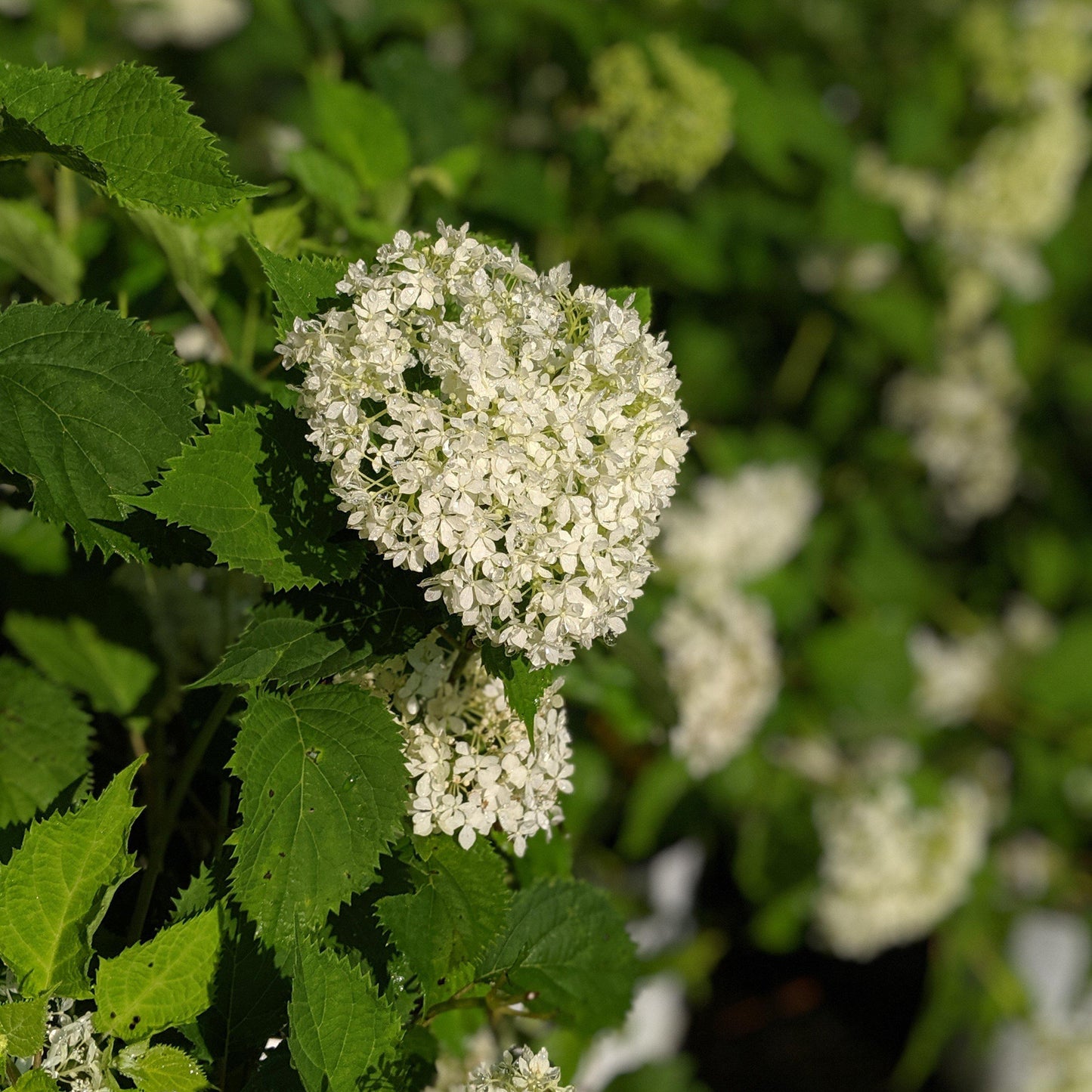 Invincibelle® Limetta Smooth Hydrangea