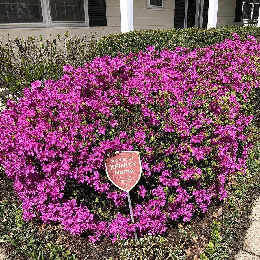 Girard's Fuchsia Azalea