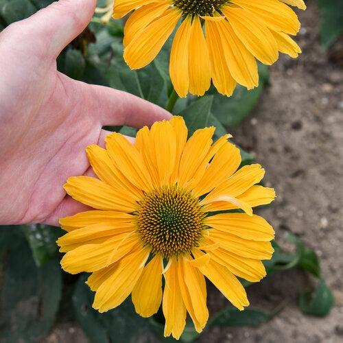 Echinacea 'One in a Melon'  - Color Coded® One in a Melon Echinacea