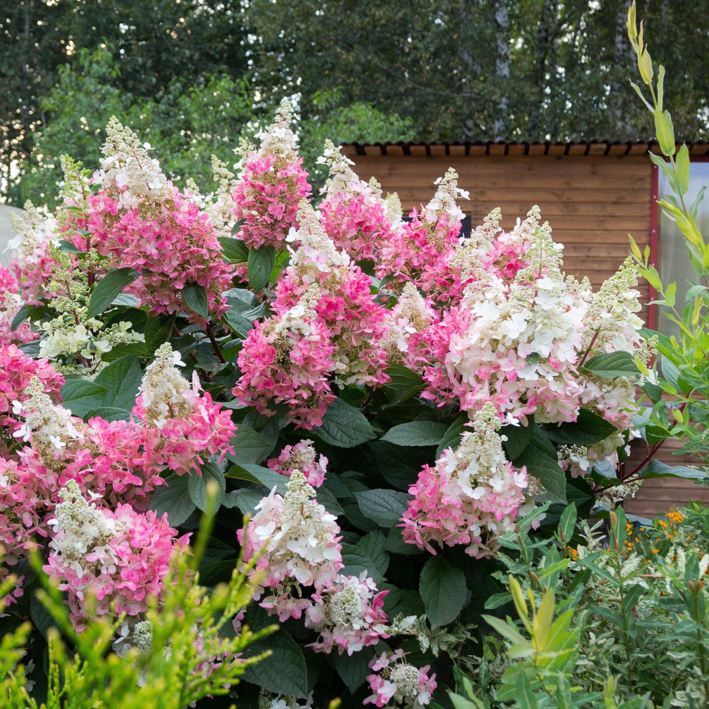 First Editions® Vanilla Strawberry™ Hydrangea