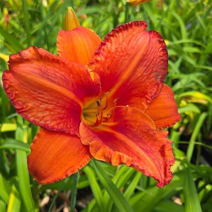 Hemerocallis 'Alabama Jubilee'  - Alabama Jubilee Daylily