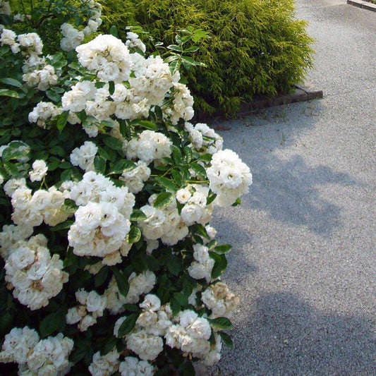 Flower Carpet® White Rose