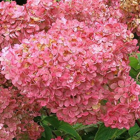 First Editions® Vanilla Strawberry™ Hydrangea