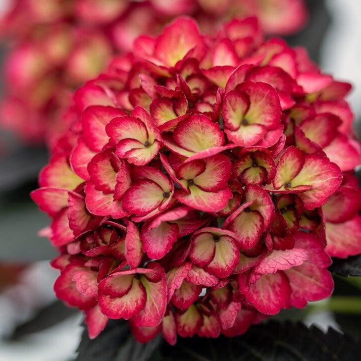 Eclipse® Hydrangea