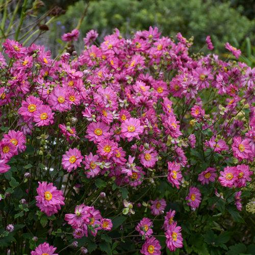 Anemone hybrid 'Sweetly'  - PW® Fall in Love® Sweetly Anemone