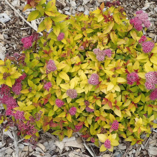 Magic Carpet Spirea 3 GALLON Shrub