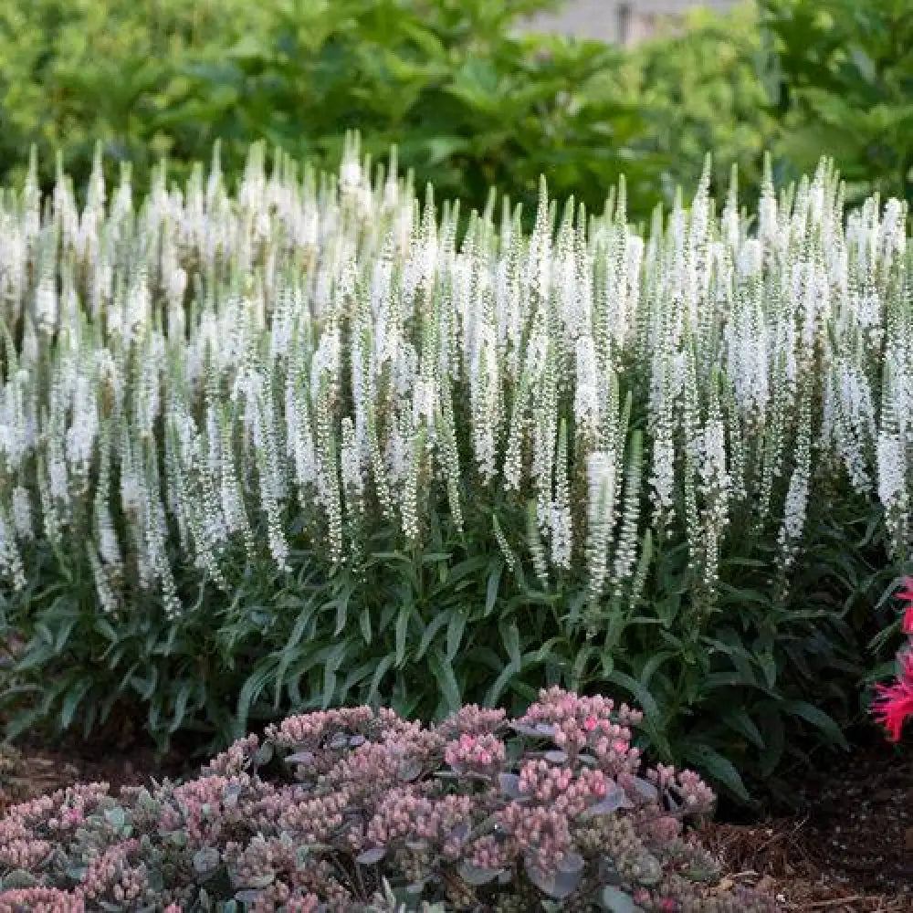 Magic Show® White Wands Speedwell 1 GALLON Perennial