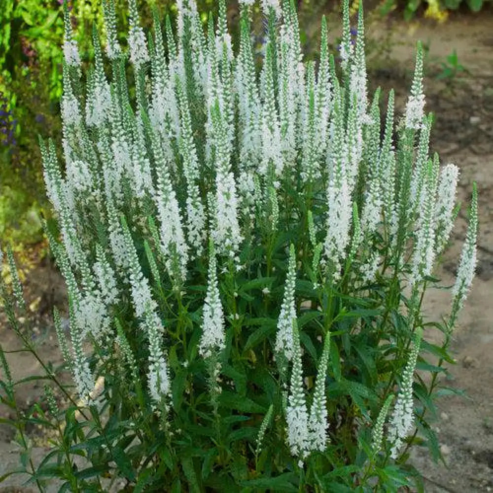 Magic Show® White Wands Speedwell 1 GALLON Perennial