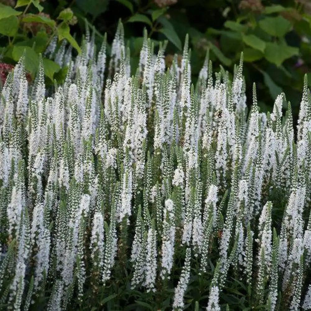 Magic Show® White Wands Speedwell 1 GALLON Perennial