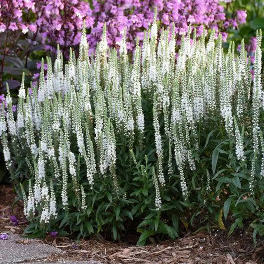 Magic Show® White Wands Speedwell 1 GALLON Perennial