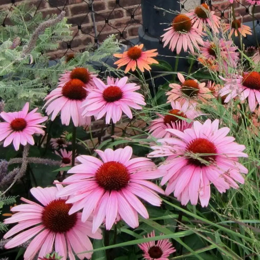 Magnus Echinacea Coneflower 1 GALLON Perennial
