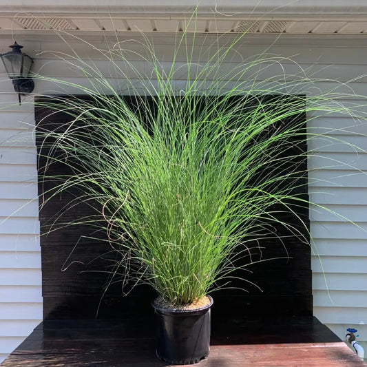 Maiden Grass Ornamental Grass