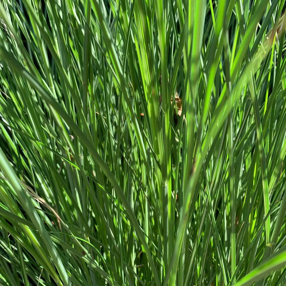 Maiden Grass Ornamental Grass