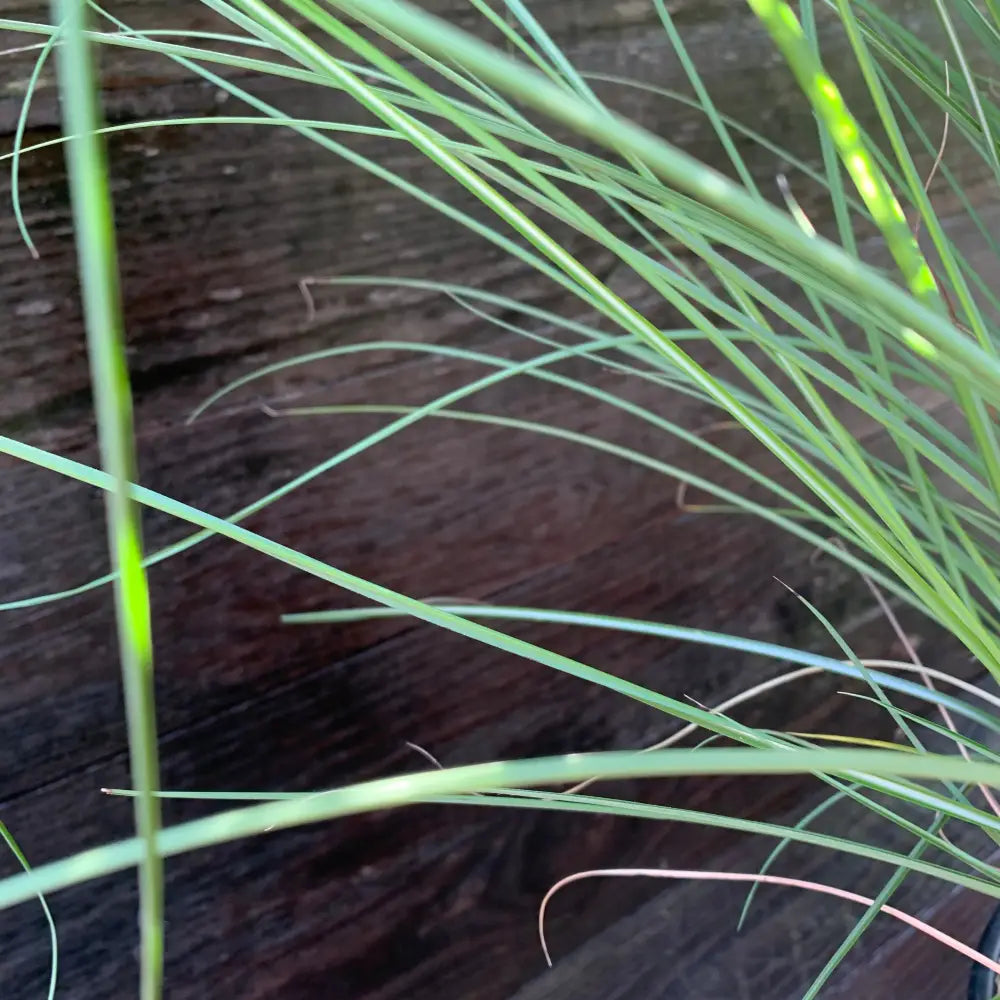 Maiden Grass Ornamental Grass