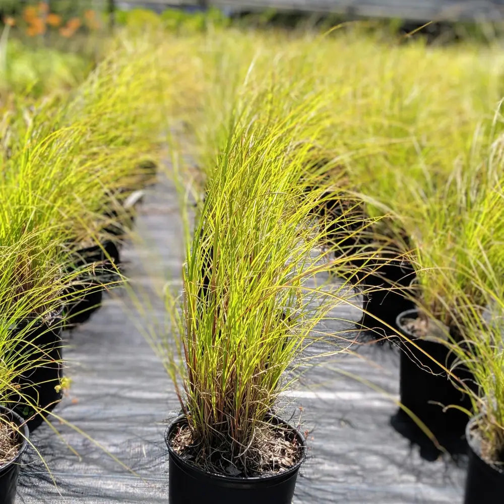 Maiden Grass Ornamental Grass