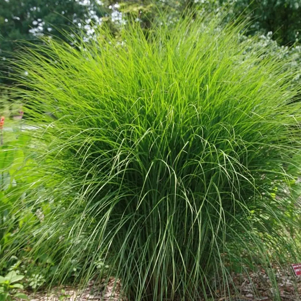 Maiden Grass Ornamental Grass