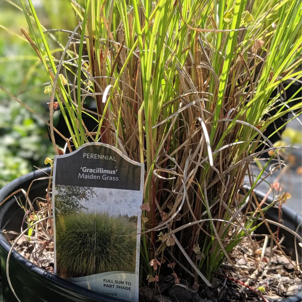 Maiden Grass Ornamental Grass