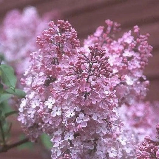 Maiden’s Blush Lilac 3 GALLON Shrub